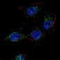 SCAP Antibody (Center)